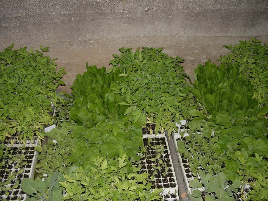 Comparison between conventional and organic floating systems for lettuce and tomato (Lactuca sativa and Lycopersicon esculentum) seedling production