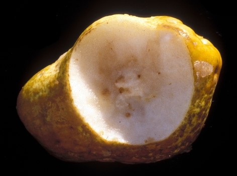 B deficiency pear 2